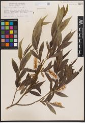 Foto von Salix caudata (Nutt.) A. Heller